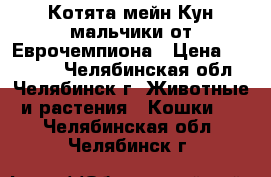 Котята мейн Кун мальчики от Еврочемпиона › Цена ­ 20 000 - Челябинская обл., Челябинск г. Животные и растения » Кошки   . Челябинская обл.,Челябинск г.